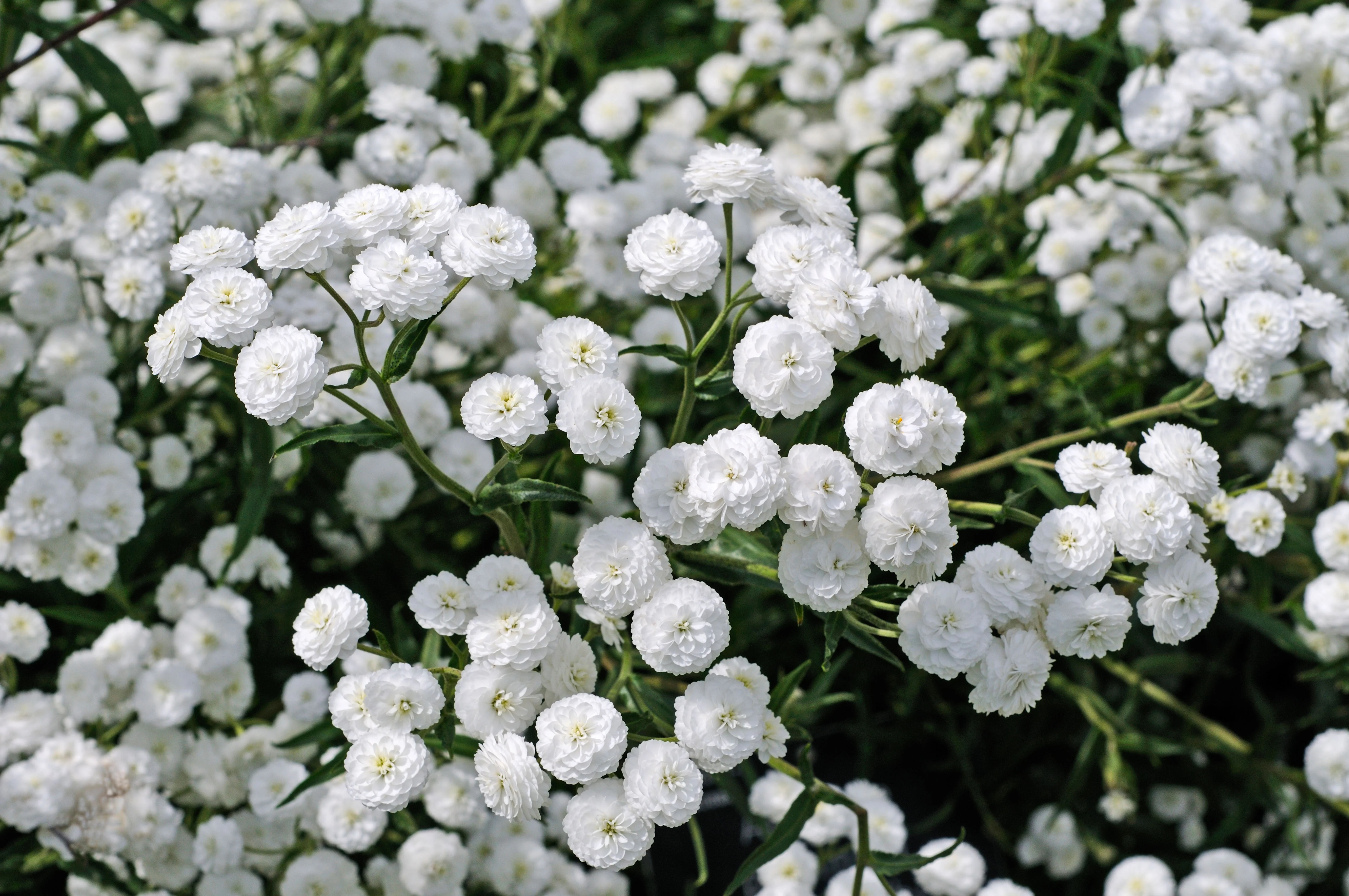 Achillea Peter Cottontail (3 plugs) - Image 3