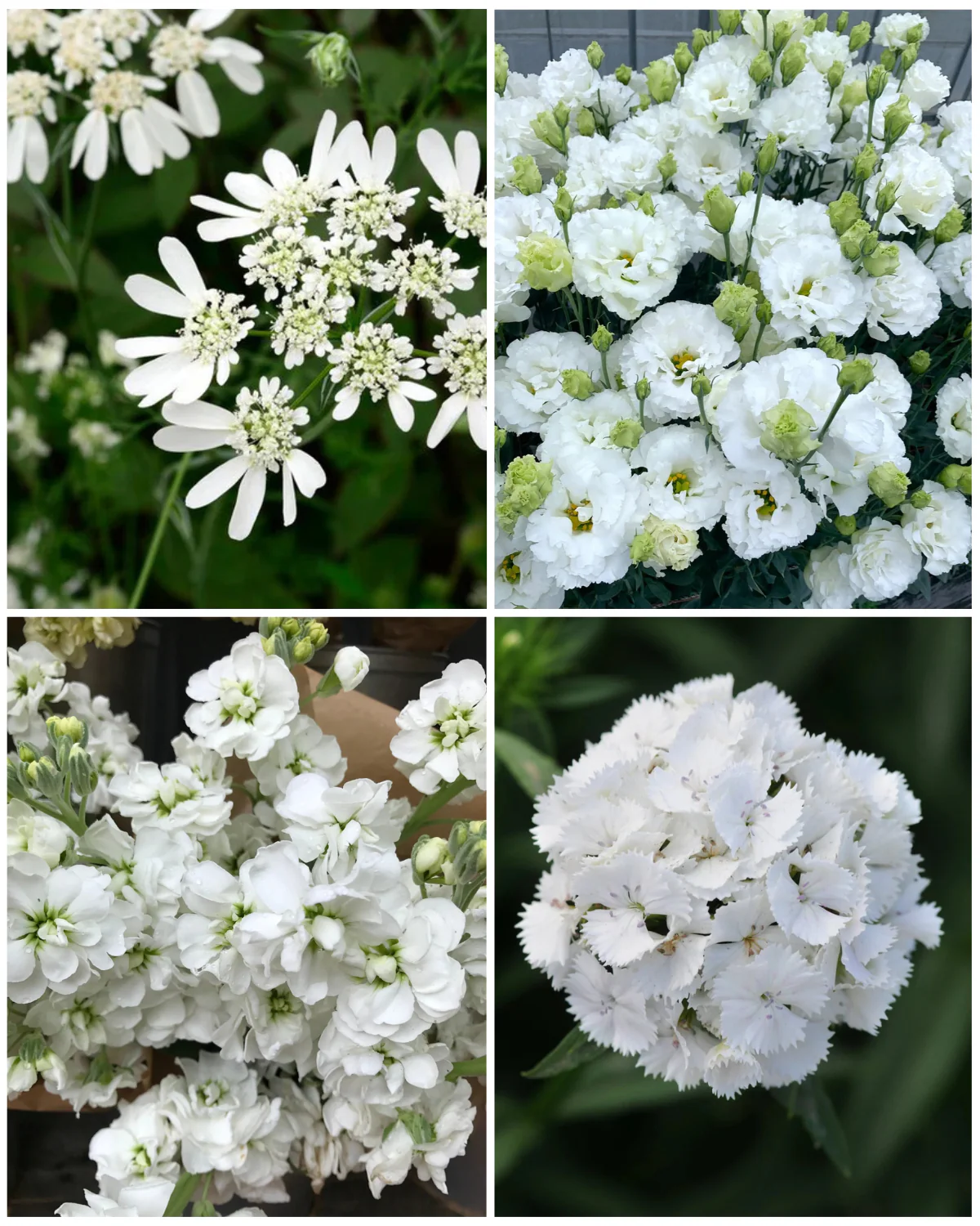 Garden and Gift Collections