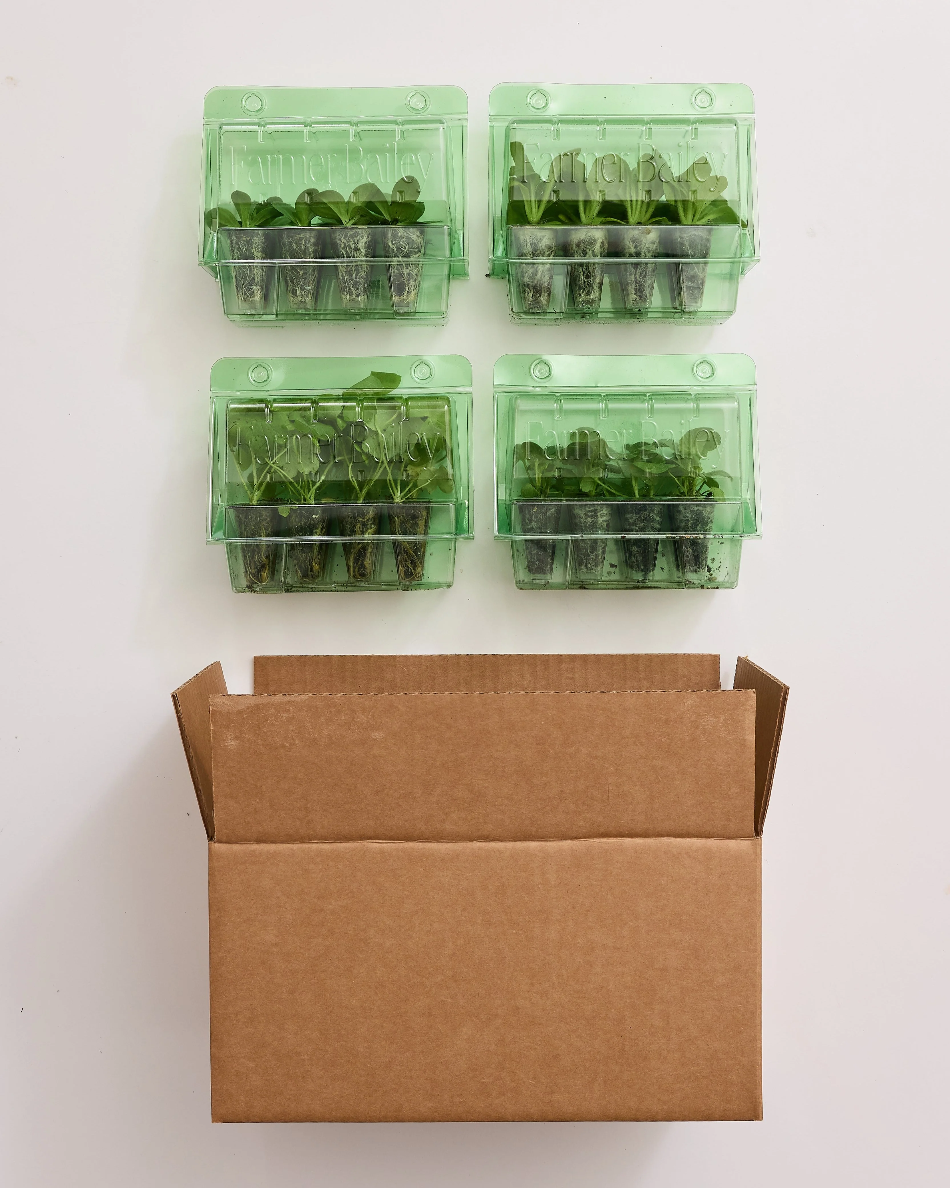 Crisp Snow - Image 2