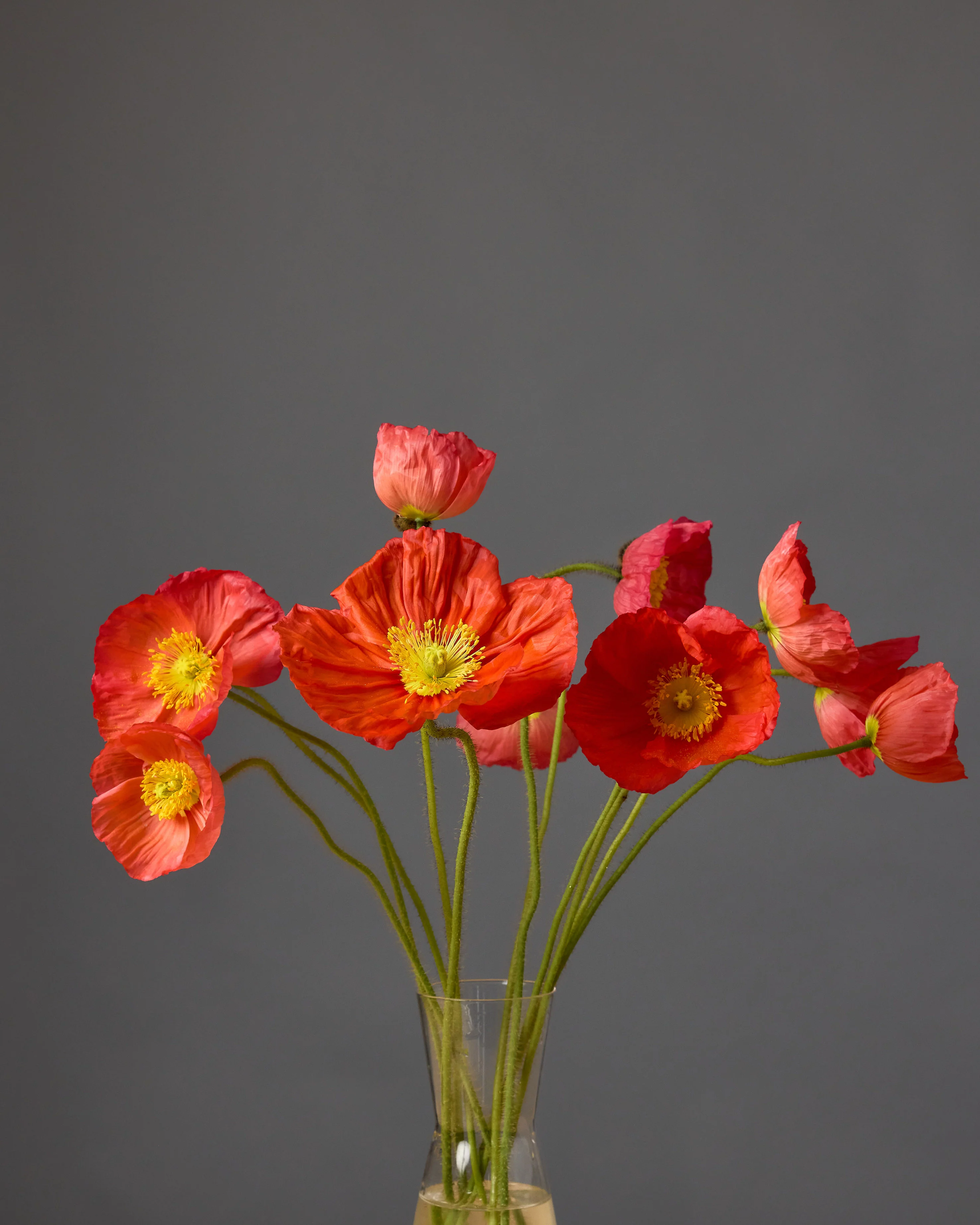 Poppy Champagne Bubbles Pink (8 plugs) - Image 3