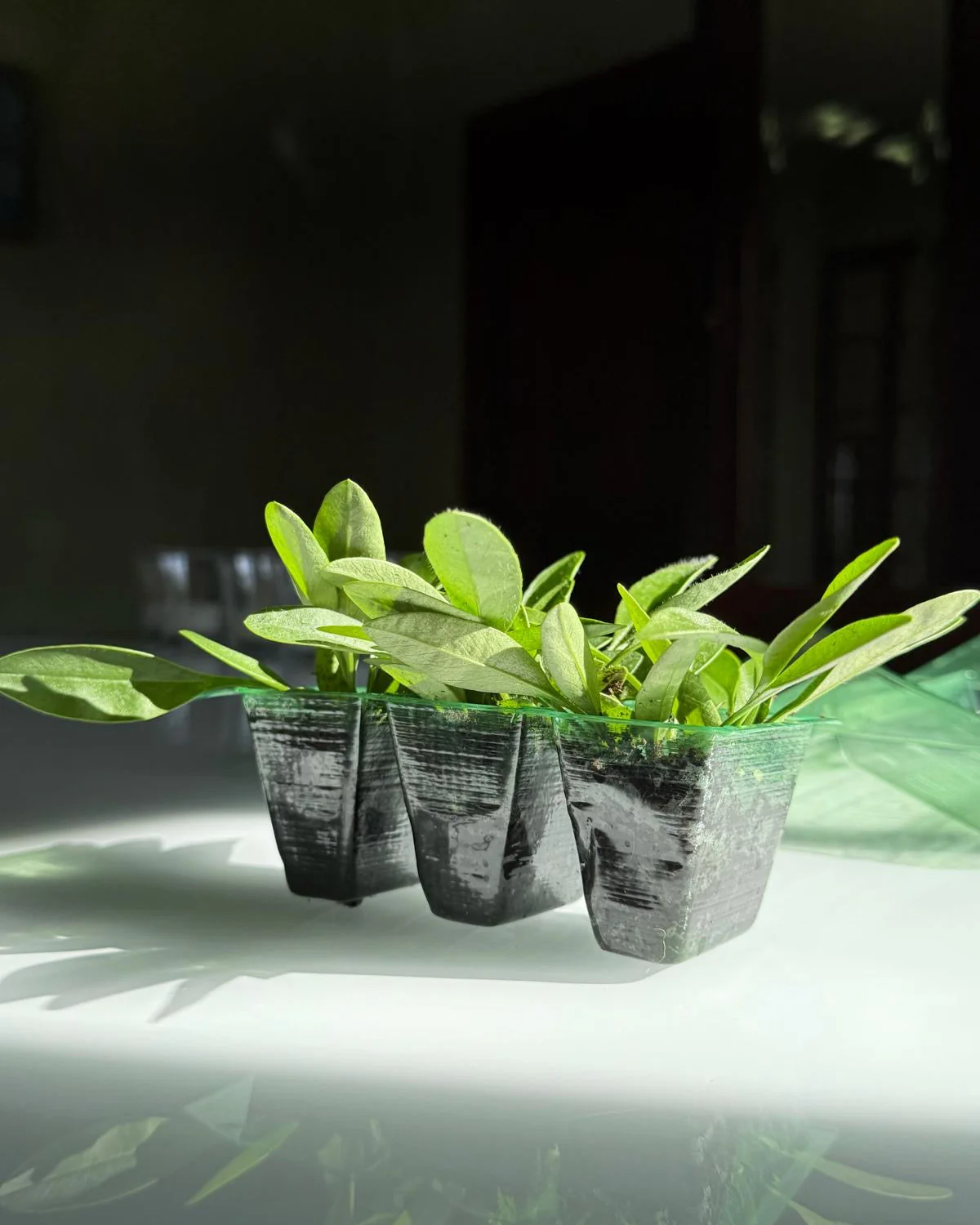 Achillea Summer Taffy (3 plugs) - Image 3